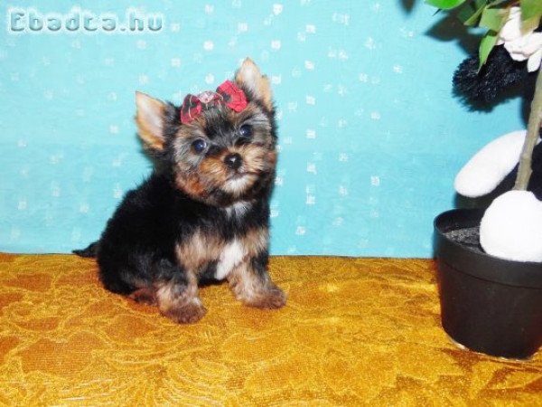 Mini, törzskönyves Yorki, Yorkshire terrier