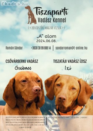 Magyar vizsla kölykök