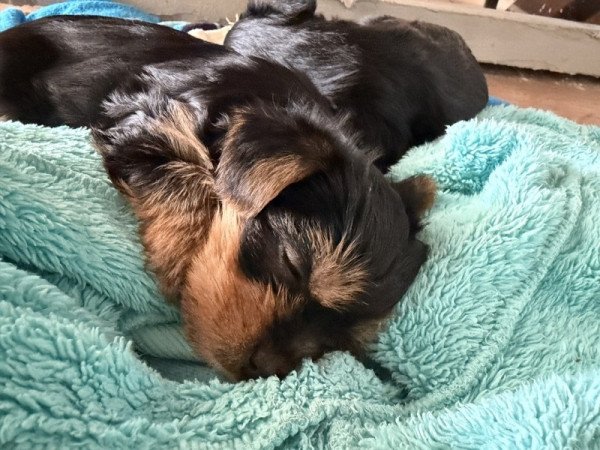 Yorkshire terrier