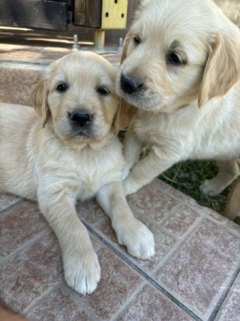 Golden Retriever