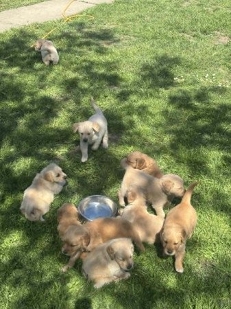 Golden Retriever