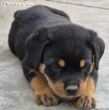 Rottweiler