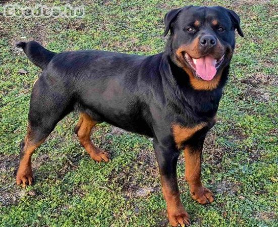 Rottweiler