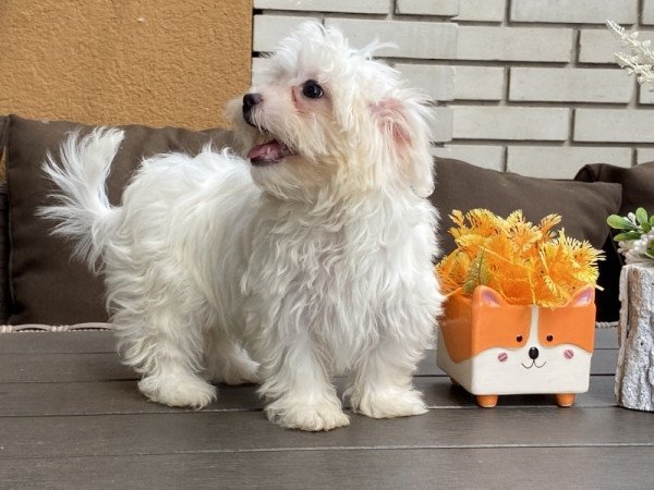 Bichon havanese