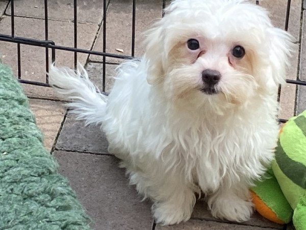 Bichon havanese