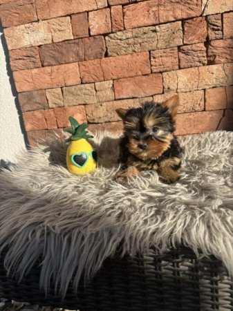 Yorkshire terrier