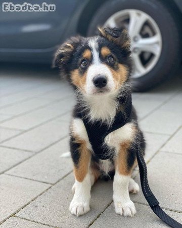 2 border collie kölyök eladó