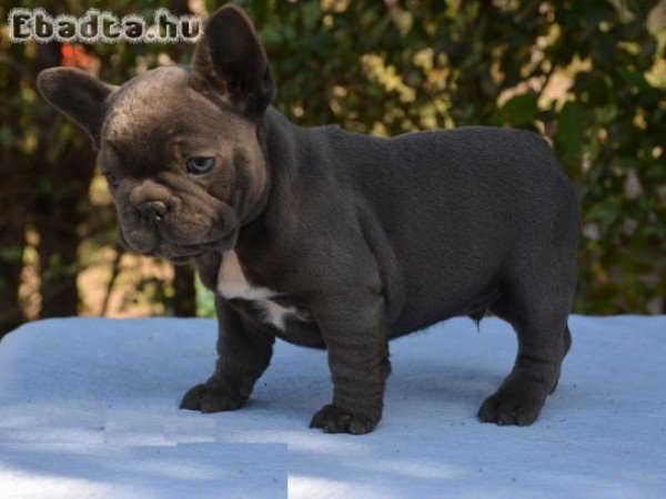 2 francia bulldog kölyök