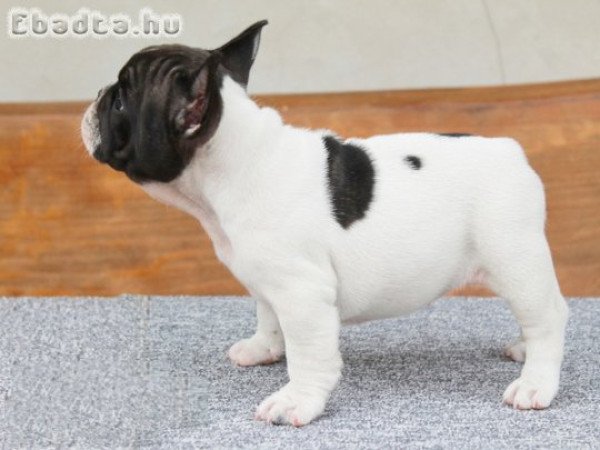 2 francia bulldog kölyök