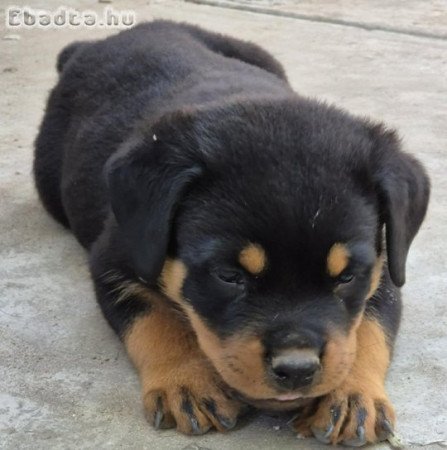 Rottweiler kölykök