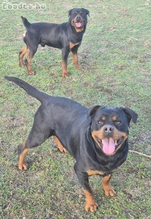 Rottweiler kölykök