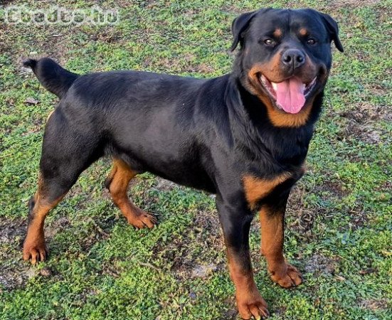 Rottweiler kölykök