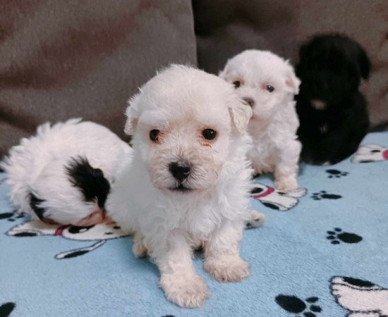 Bichon havanese