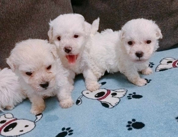 Bichon havanese