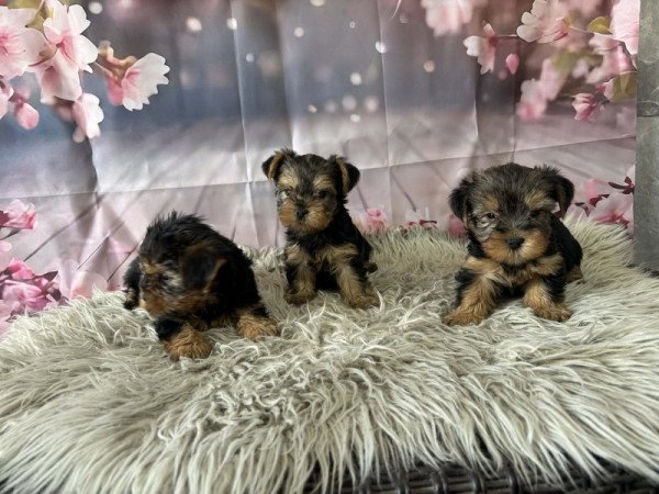 Yorkshire terrier