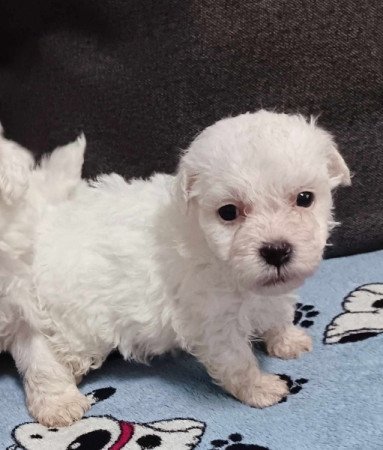 Bichon havanese