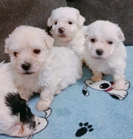 Bichon havanese