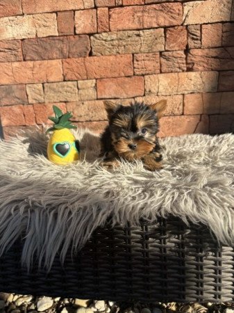 Yorkshire terrier