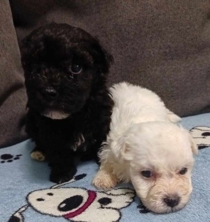 Bichon havanese