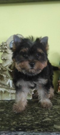 Yorkshire terrier