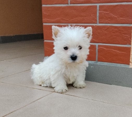 Westie