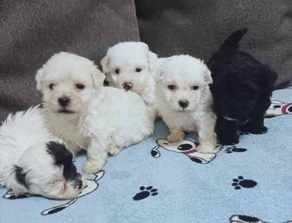 Bichon havanese