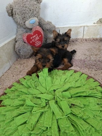 Yorkshire terrier