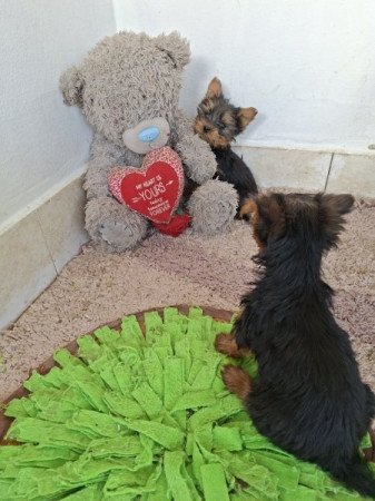 Yorkshire terrier
