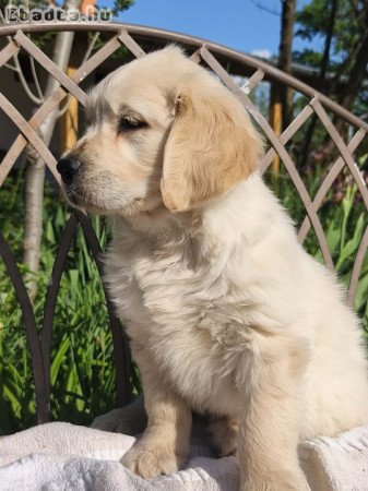 Golden retriever kutyusok keresik gazdijukat