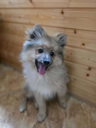 Spitz