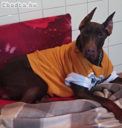 Eladó Dobermann szuka