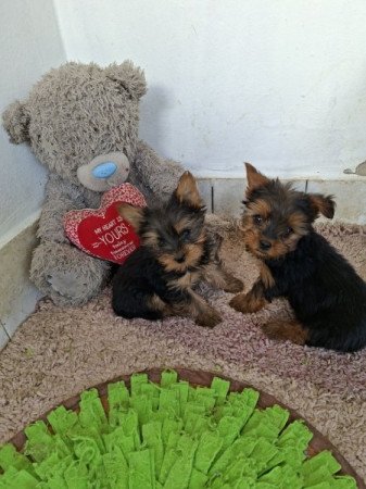 Yorkshire terrier