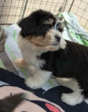 Bichon Havanese