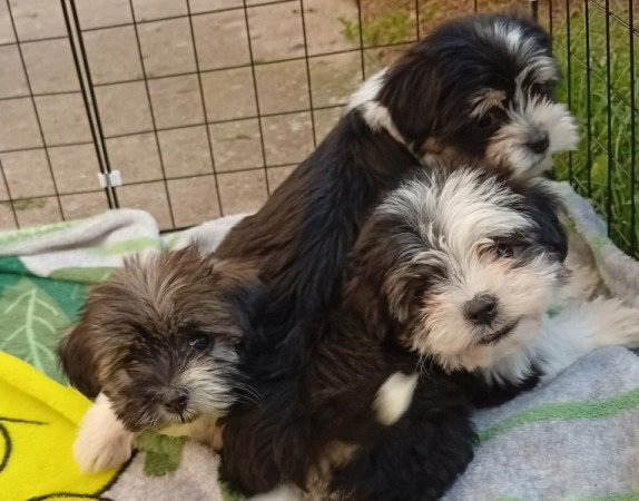 Bichon Havanese