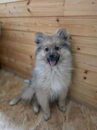 Spitz