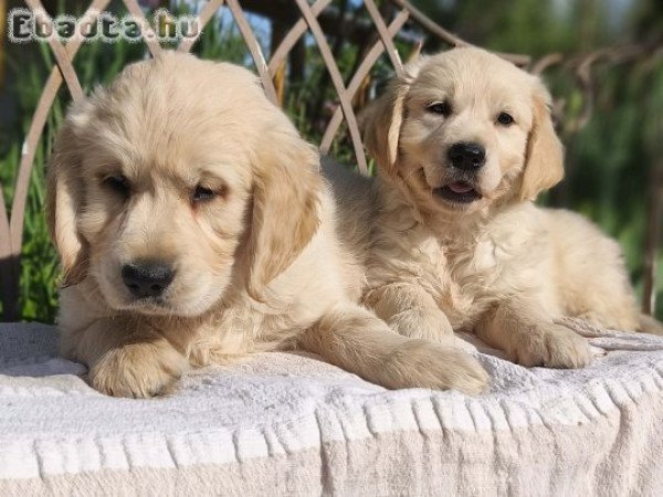 Golden retriever kölykök