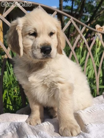 Golden retriever kölykök