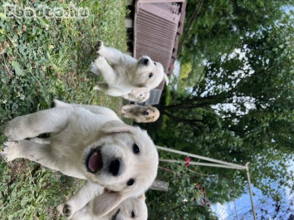 Golden Retriver Kölyökkutya