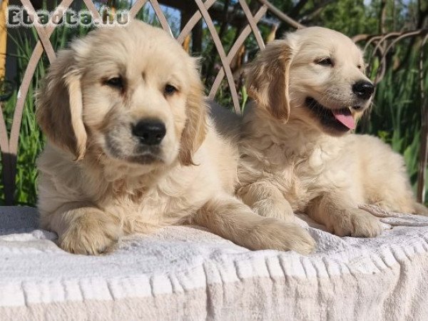 Golden retriever kölykök