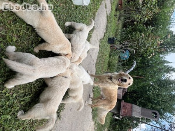 Golden Retriver Kölyökkutya