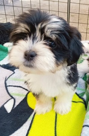 Bichon Havanese