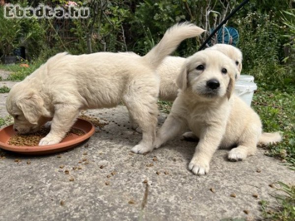 Golden Retriver Kölyökkutya