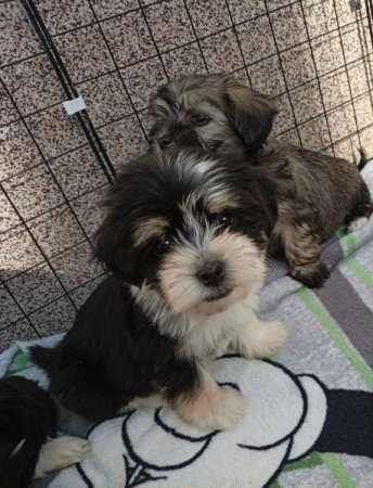 Bichon Havanese