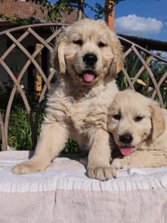 Golden retriever