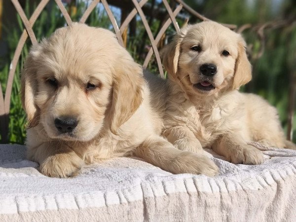 Golden retriever