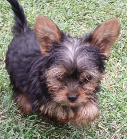 Yorkshire terrier