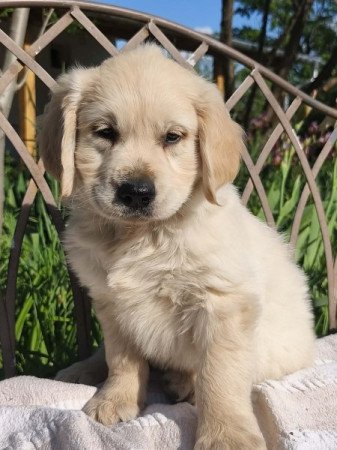 Golden retriever