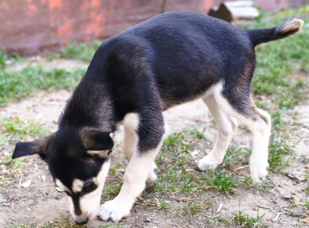 Husky