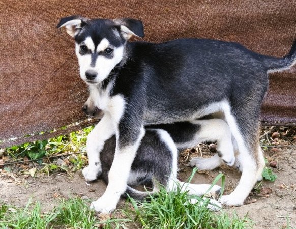 Husky