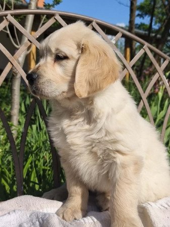 Golden retriever